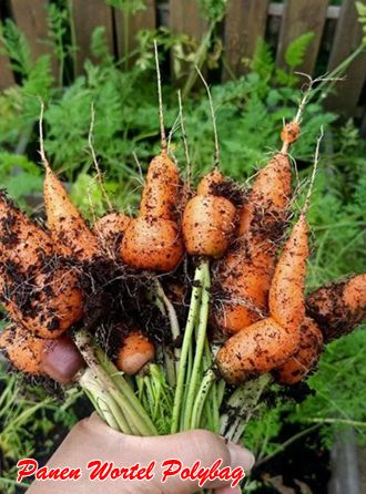 Panen Wortel