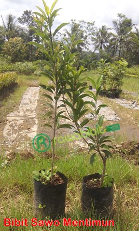Bibit Sawo Mentimun