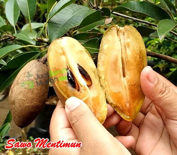 Buah Sawo mentimun