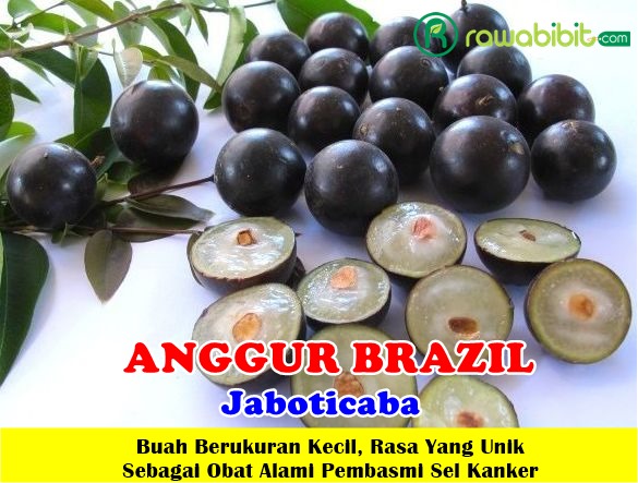 Bibit Anggur Brazil Preco