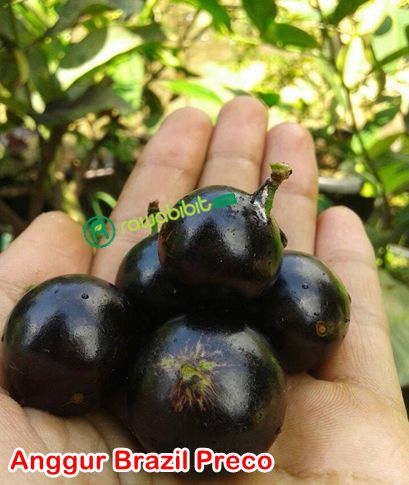 Bibit Anggur Brazil Preco 1