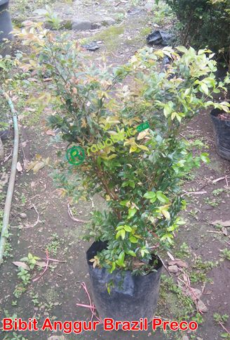 Bibit Anggur Brazil Preco