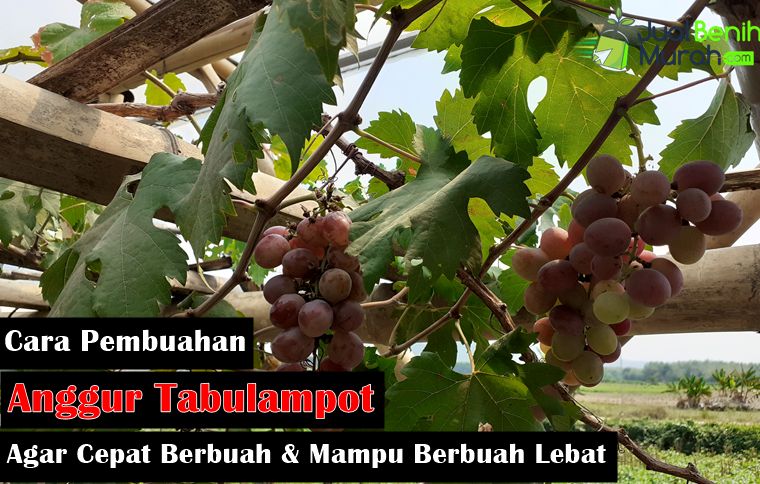 Cara Pembuahan Anggur dalam pot