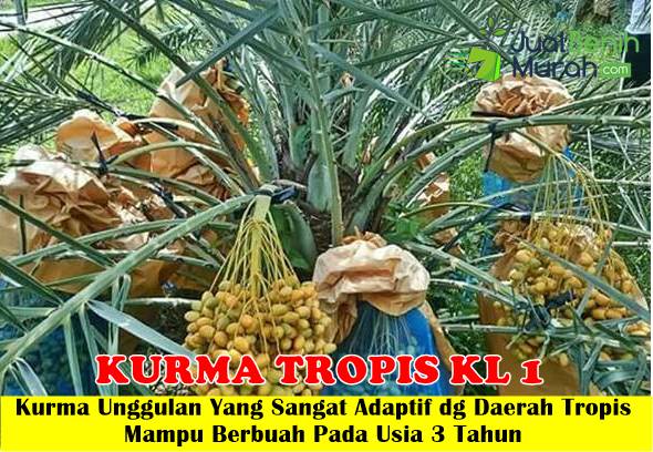 Bibit Kurma Tropis KL 1