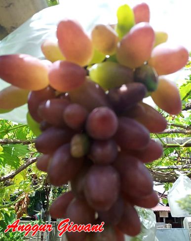 Anggur Giovani Hitam