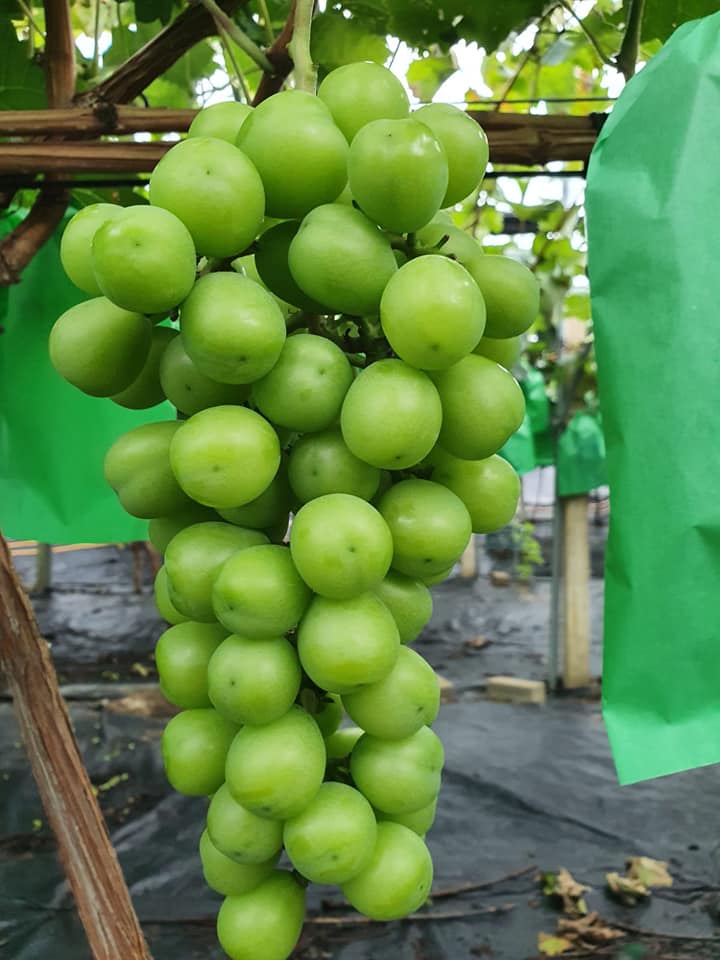 Jenis Anggur Hijau 1