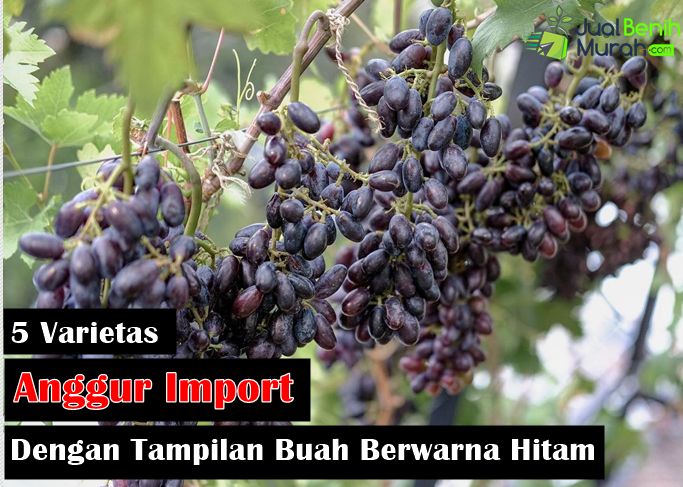 Jenis Anggur Hitam