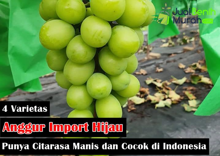 Jenis anggur Hijau