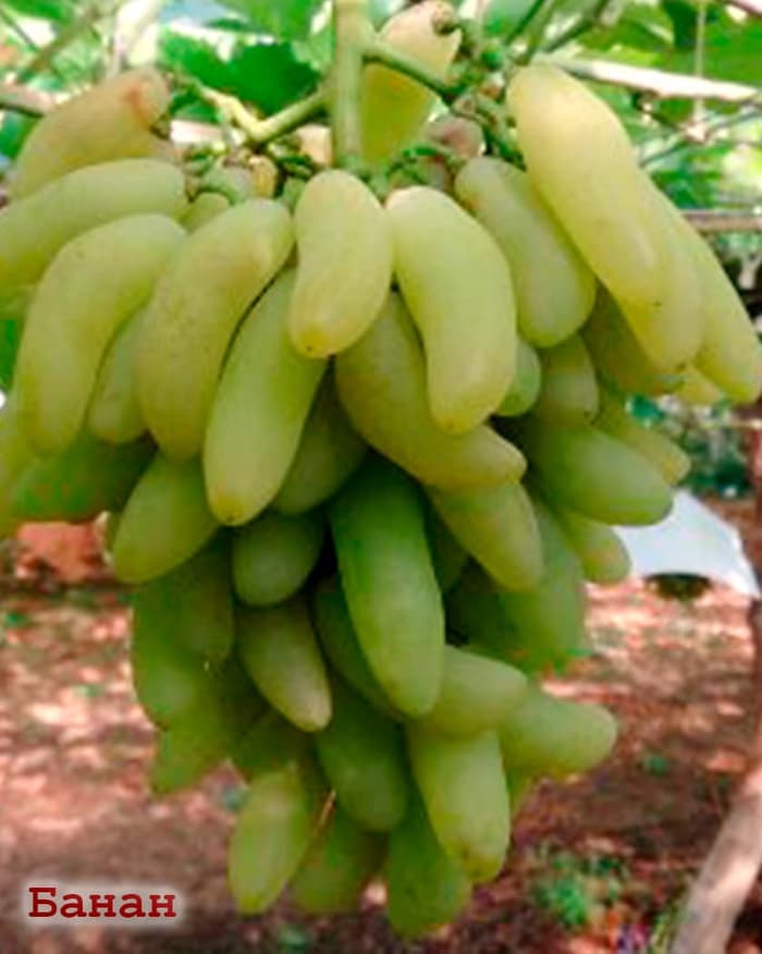 anggur banana 1