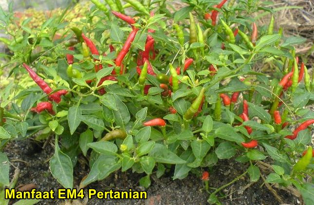 Manfaat EM4 Pertanian