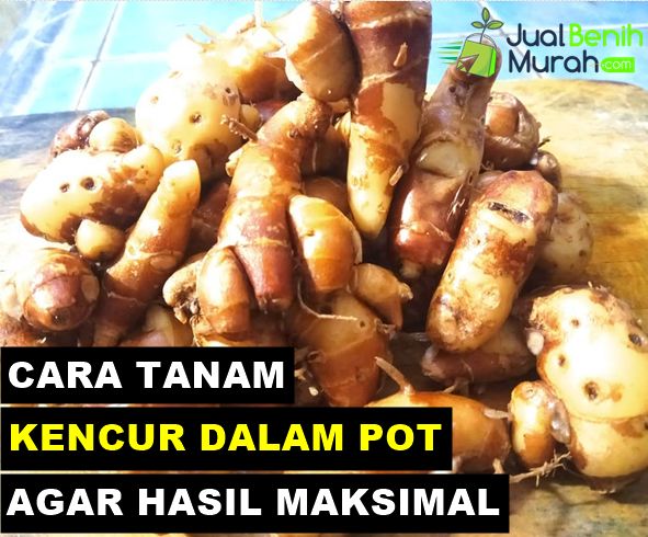 Cara tanam kencur dalam pot