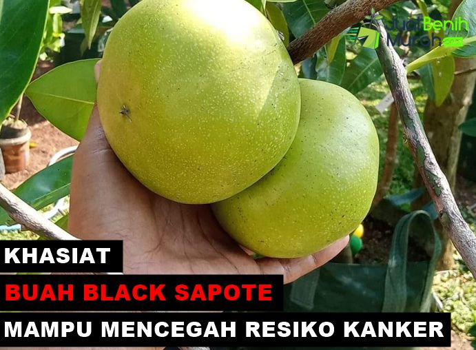 Manfaat black sapote