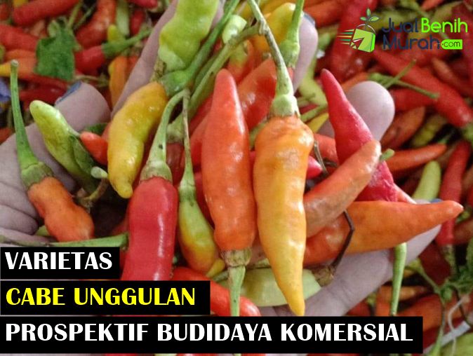 Jenis Cabe Unggul