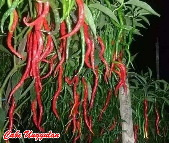 jenis Cabe Unggulan