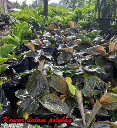 kencur dalam pot 1