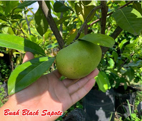 manfaat black sapote 1