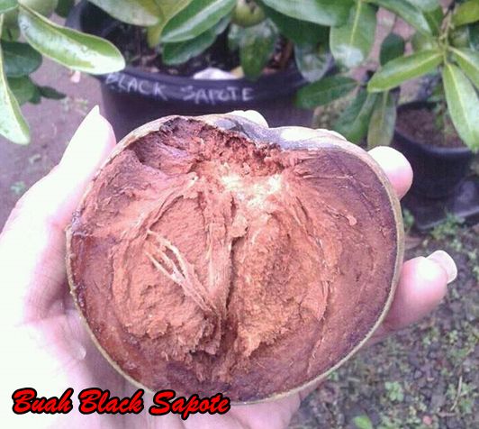 manfaat black sapote 2