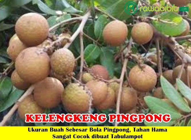 Bibit Kelengkeng Pingpong unggul