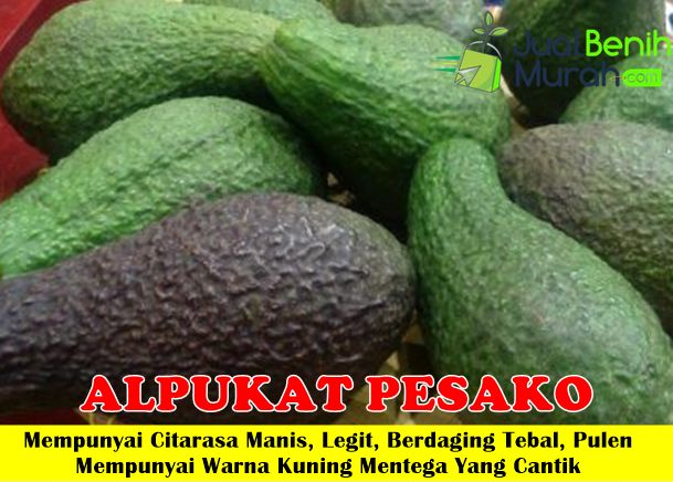 Bibit Alpukat Pesako