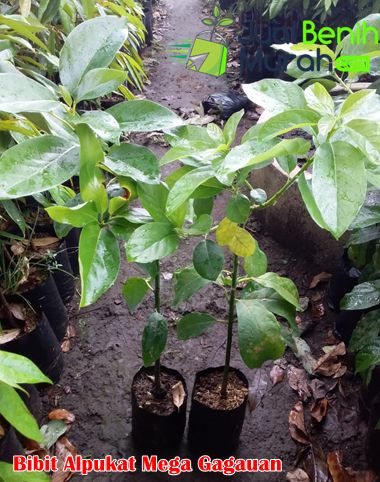 Bibit Alpukat Mega Gagauan
