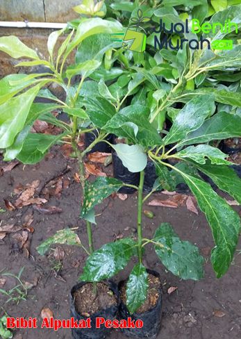 Bibit Alpukat Pesako