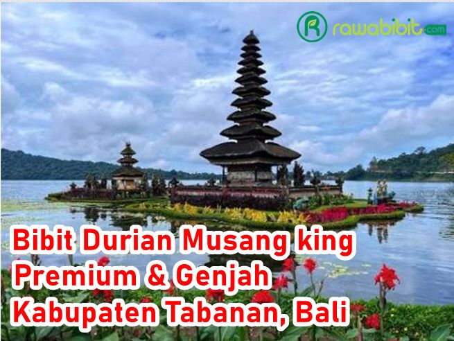 Bibit DUrian Musangking Tabanan
