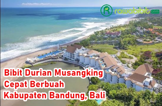 Bibit Durian Musangking Badung
