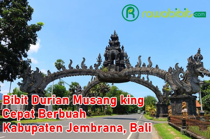 Bibit Durian Musangking Jembrana