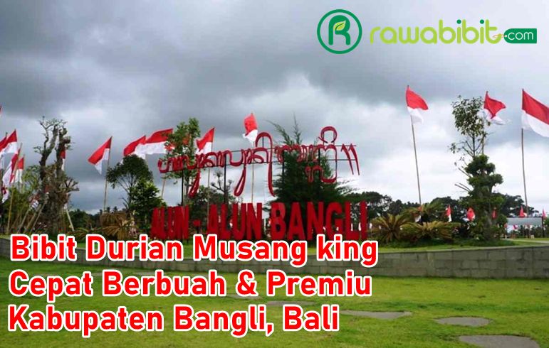 Bibit Duriang Musang King Bangli