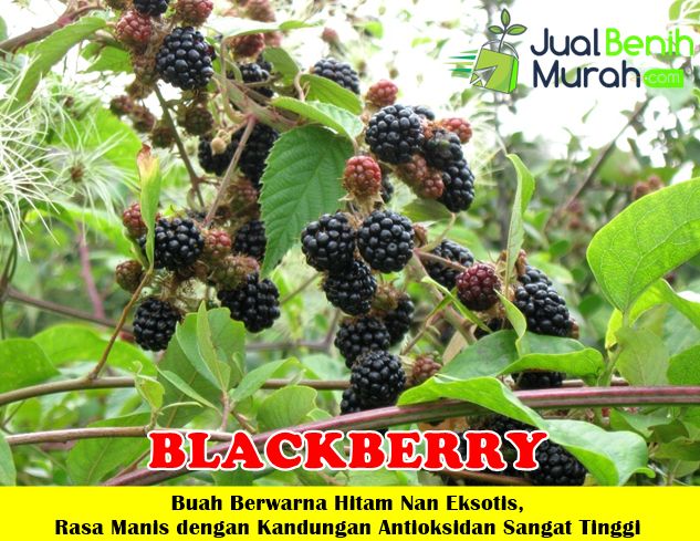 Bibit Blackberry