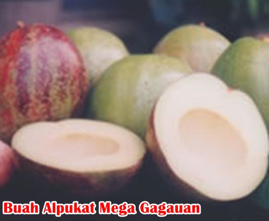 Buah Alpukat Mega Gagauan