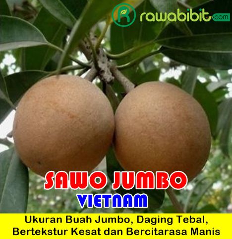 Bibit Sawo Jumbo Vietnam