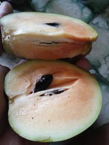 Buah Sawo jumbo 6