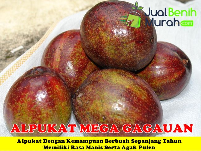 Bibit alpukat Mega Gagauan