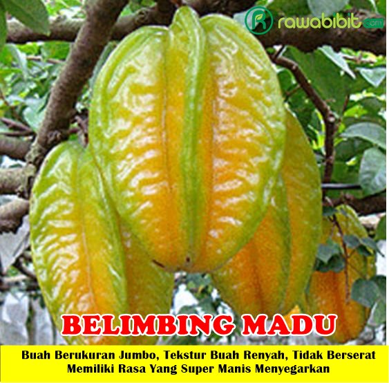 Bibit Belimbing Madu