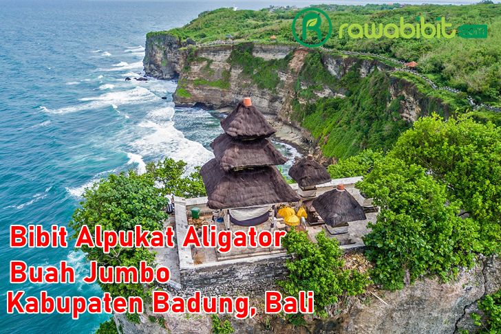 Bibit Alpukat Aligator Badung,Bali