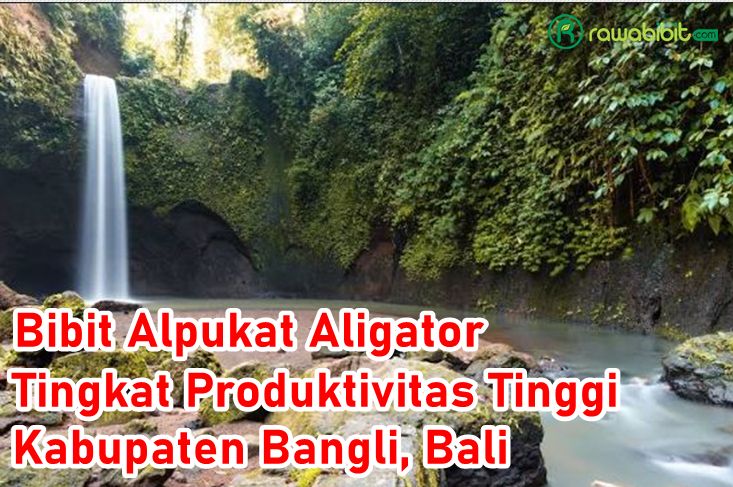 Bibit Alpukat Aligator Bangli, Bali
