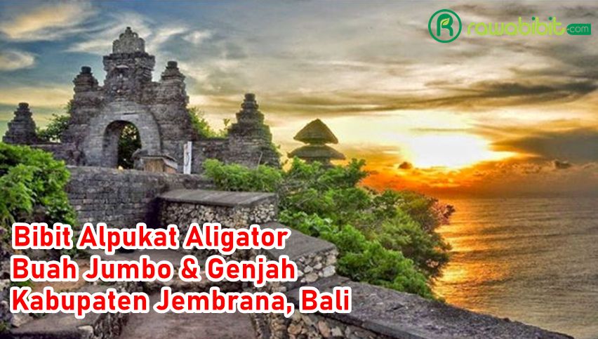 Bibit Alpukat Aligator Jembrana