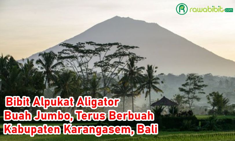Bibit Alpukat Aligator Karangasem, bali