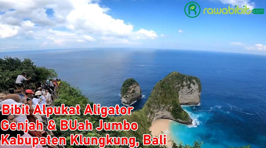 Bibit Alpukat Aligator Klungkung