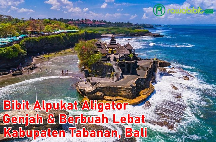 Bibit Alpukat Aligator Tabanan