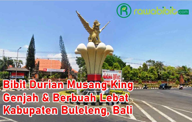Bibit Durian Musang King Buleleng