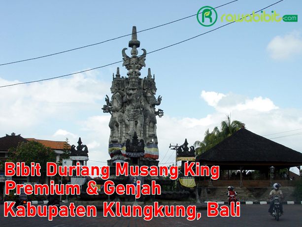 Bibit Durian Musang King Klungkung