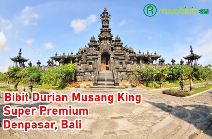 Bibit Durian MusangKing Denpasar