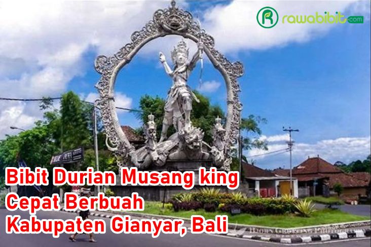 Bibit Durian Musangking Gianyar, Bali