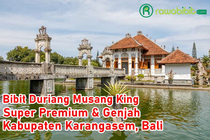 Bibit Duriang Musang King karangasem, Bali