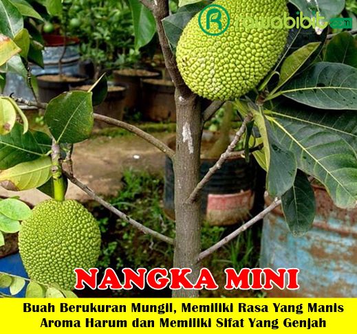 Bibit Nangka Mini Unggul