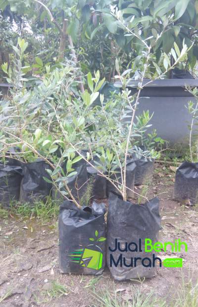 Bibit tanaman Zaitun