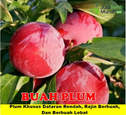 Bibit Plum Aussie 