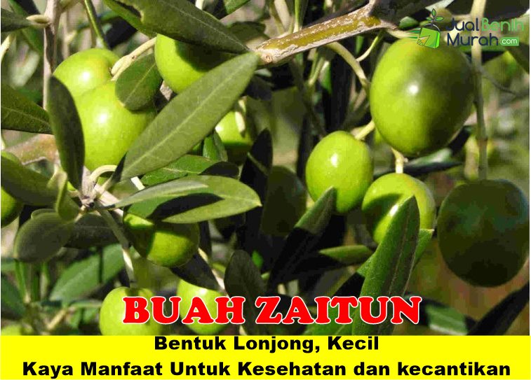 Bibit Zaitun